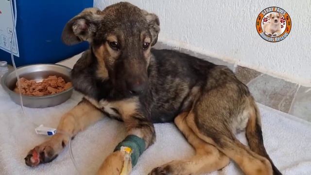 Abandoned puppy laid in front of school, teenage chase him away and got hit by car!