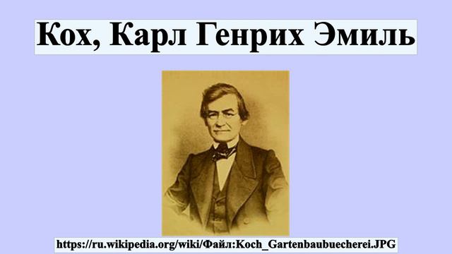 Кох, Карл Генрих Эмиль
