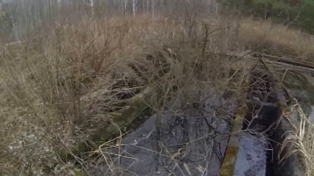 что скрывают тюменские леса