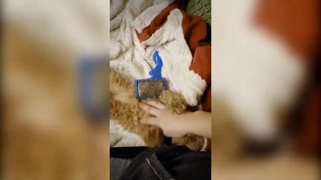 Человек, чеши меня полностью