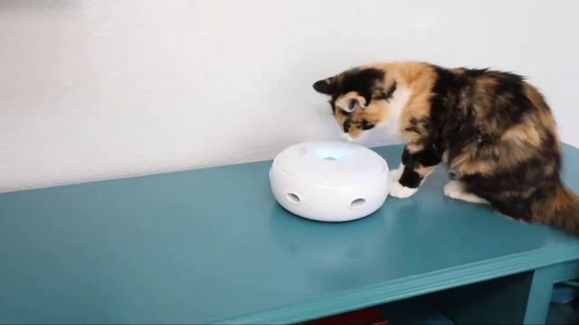TOP 5 Best Interactive Cat Toy 2023