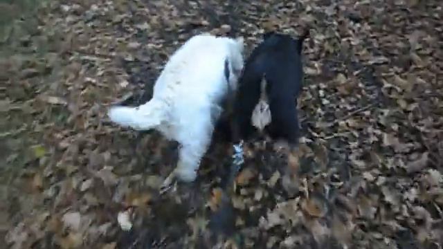 Polly & Coco