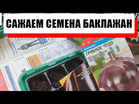 БЫСТРЕЕ САЖАЙТЕ СЕМЕНА БАКЛАЖАНОВ НА РАССАДУ. Посев семян баклажана.