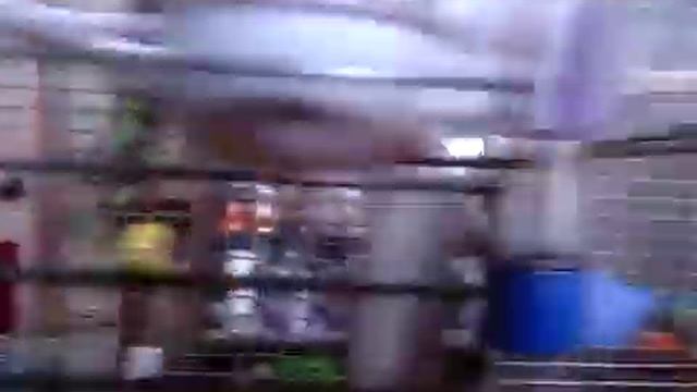 Канарейки