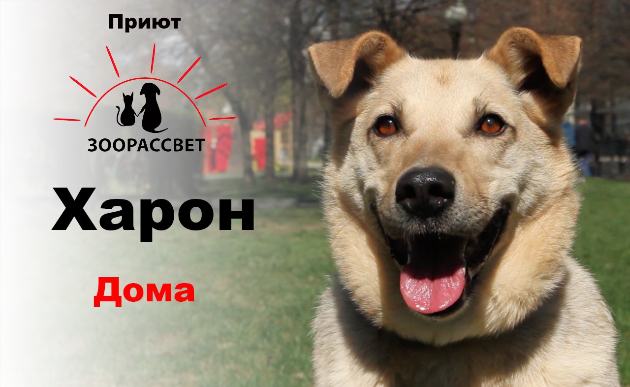 Взять собаку из приюта Харон. Приют ЗООРАССВЕТ