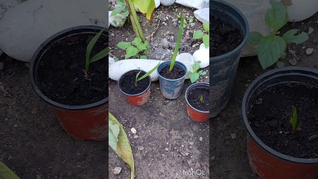 Пальма Трахикарпус и Финиковая из косточки