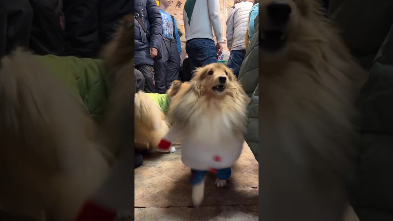 ШЕЛТИбезумие