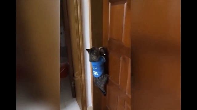Котэ не в духе