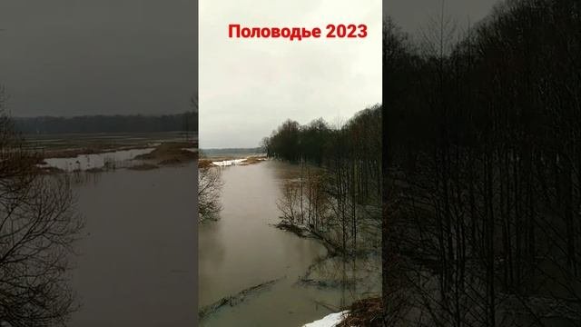 Половодье в Калужской области! #природа #половодье #калужскаяобласть