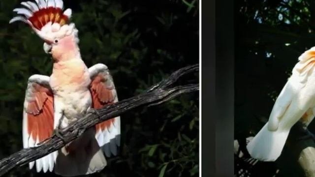 Все виды Какаду