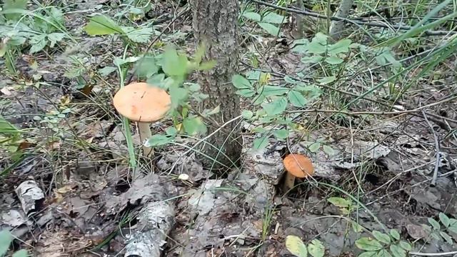 поход за грибами