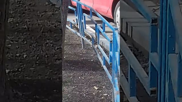 Бедный голубь сломал крыло