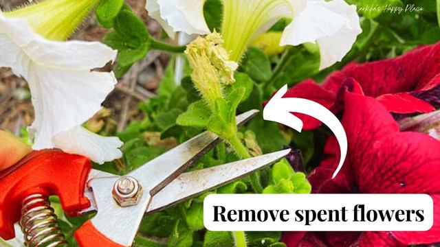 Petunia Plant Care Guide | Blooming | Gardening Tips | देखभाल: घर पर पेटूनिया का पौधा कैसे उगाएं? 🏡