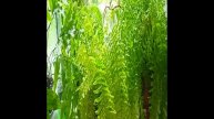 комнатные растения:Алаказии убираю с фитильного полива ?