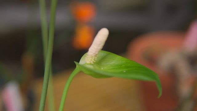 ANTHURIUMS That Have Scent (and other Amazing Aroids) — Ep. 268