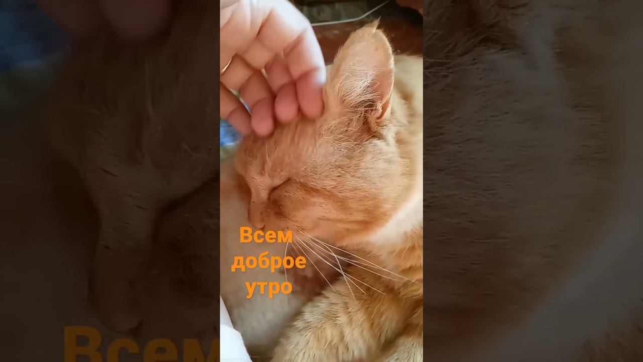 Рыжий кот мурлыкает!