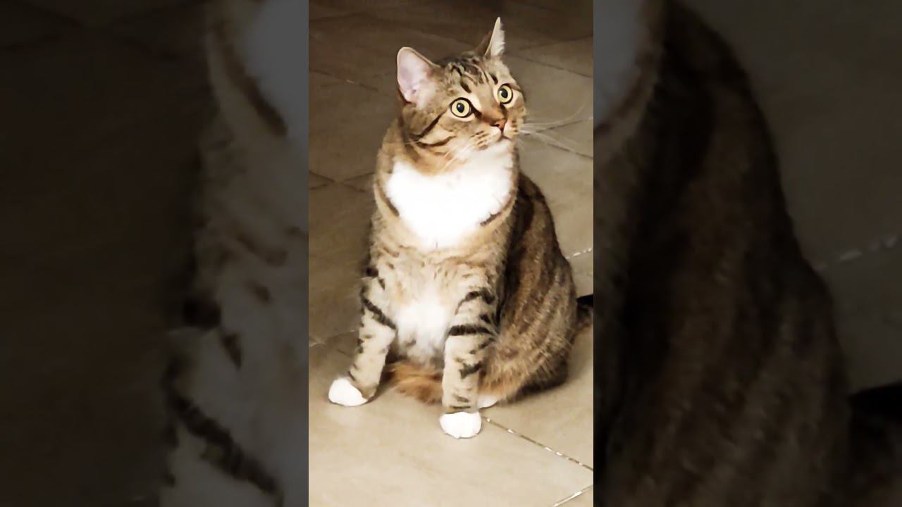 Обжорик Тигр #cat