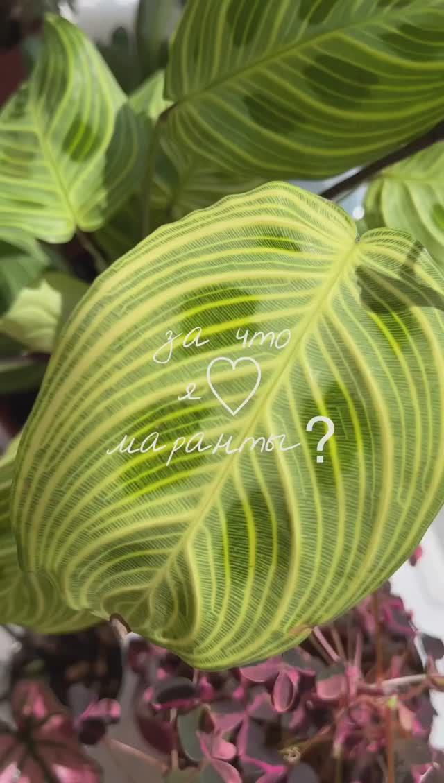🌿 За что не люблю маранты: можно потерять пару часов, залипая на листья.