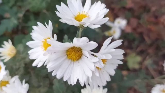 Вот!Все деньги я потратил на машину себе,а не на квартиру, как ты думала.Как мужик-сказал и сделал!