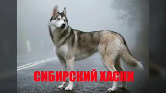 ТОП 5 самые умные породы собак в мире