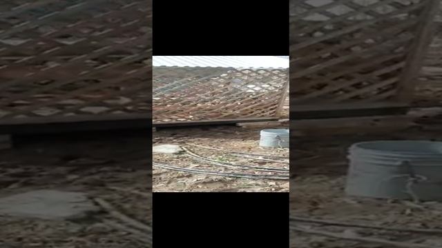 VID-20230428-WA0021.mp4