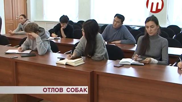 Отлов собак