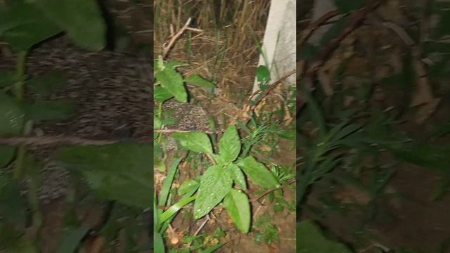 Ёжик пришёл в гости🦔🙂#
