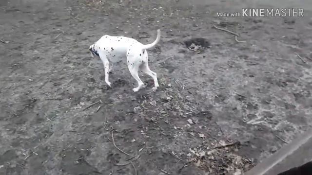 Влог.Прогулка по парку.