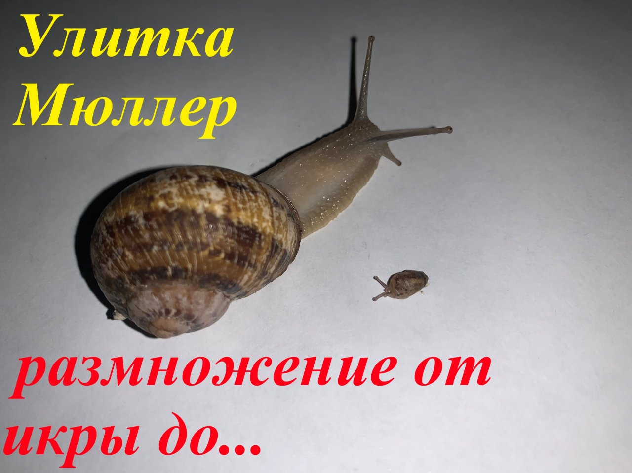 Улиткаа Мюллер, размножение, от икры до...