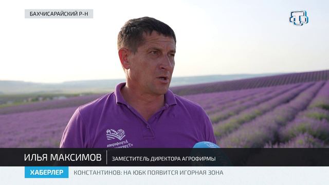 Цветение лаванды в Крыму началось на 2 недели раньше