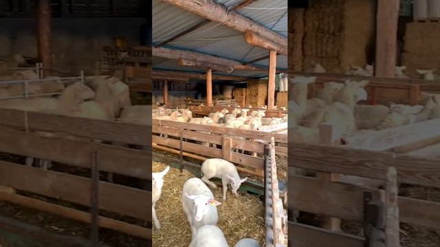 Остфризские молочные овцы из Австрии. Прямые поставки коз и овец.