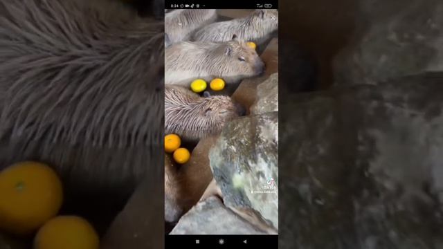 Ребята тут есть радио и большие хомяки
