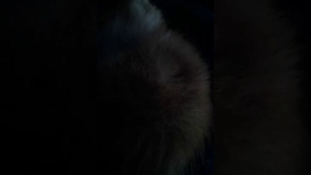 у Васька тихий сон только на животе. растет ловец мышей и охранник в частный дом.