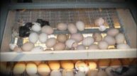 Особенности инкубации домашних индюков
