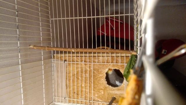 Говорящий самец кореллы