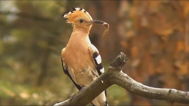 ТОП | САМЫЕ КРАСИВЫЕ ПТИЦЫ.