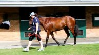 Starcraft x Rosecutter Colt 2010 (AUS)