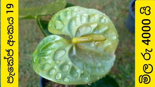 ඇන්තූරියම් මල් සමඟ අඩුම මිලට විකිණීමට | anthurium wagawa |beautiful  anthurium plants