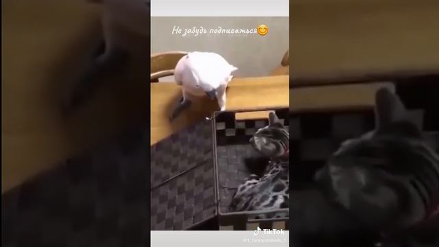 смешные истории смех ?