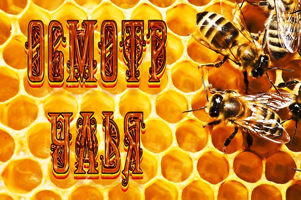Осмотр улья 🐝 🎸