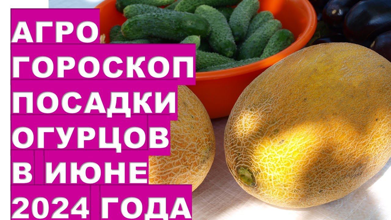 Агрогороскоп посадки огурцов, бахчевых в июне 2024Agrohoroscope for planting melon cucumbers for Jun