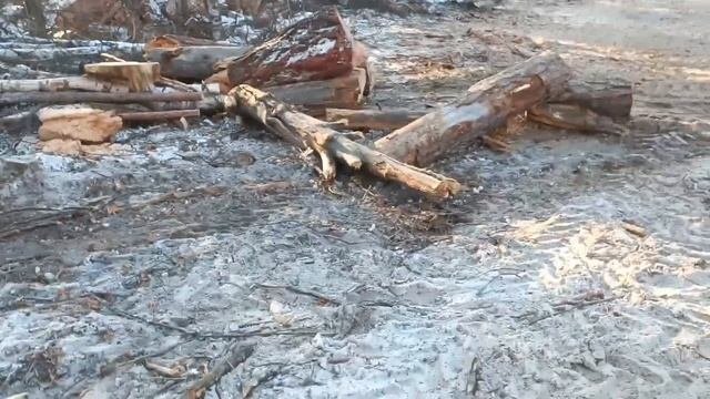 Еду в лес на заготовку дров