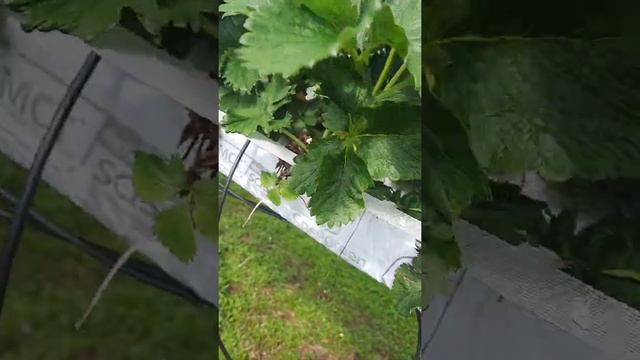 Заработок в Англии на клубнике ?