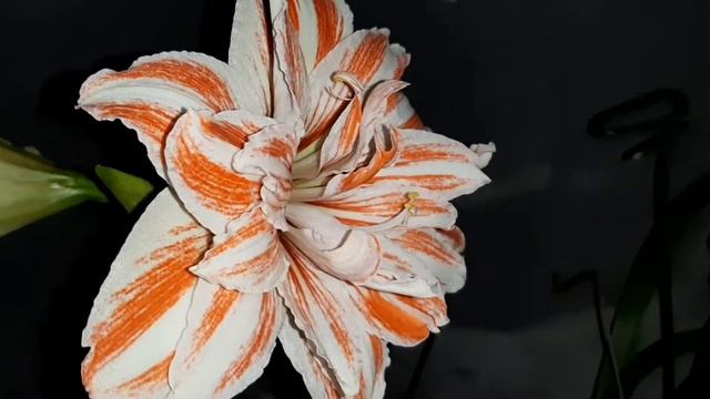AMARYLLIS DANCING QUEEN amaryllis hippeastrum гиппеаструм
