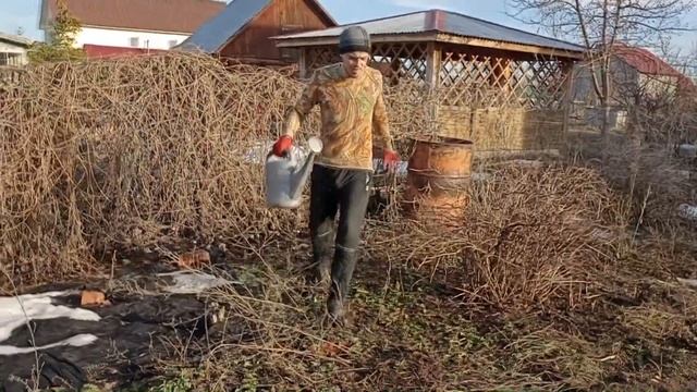 Обработка крыжовника от мучнистой росы и слегка уборка