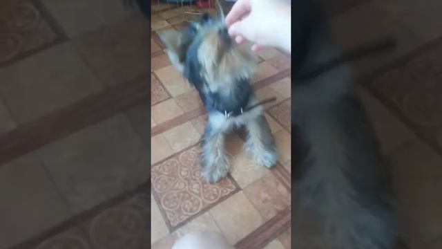 как научить собаку команде лежать и кувырок 1 часть