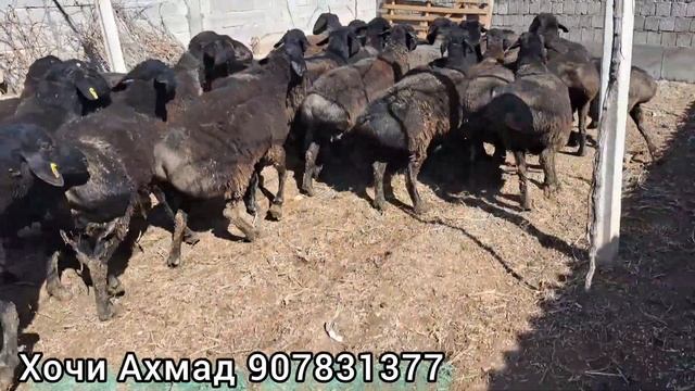 Гусфандпарвари ва Гусфандхои фуруши