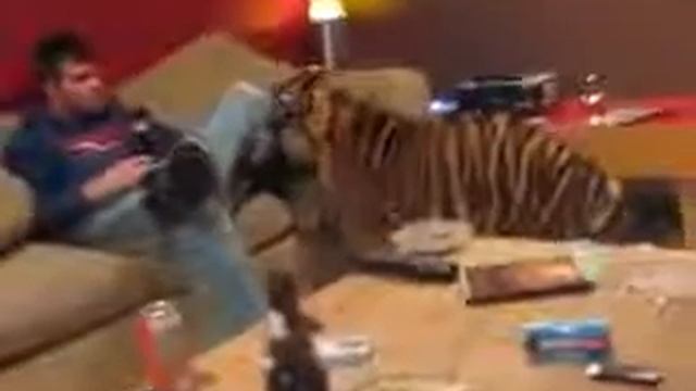 Смотрите, домашний тигр в доме!