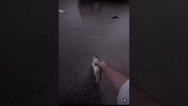 Дождь из рыбы выпал в Иране