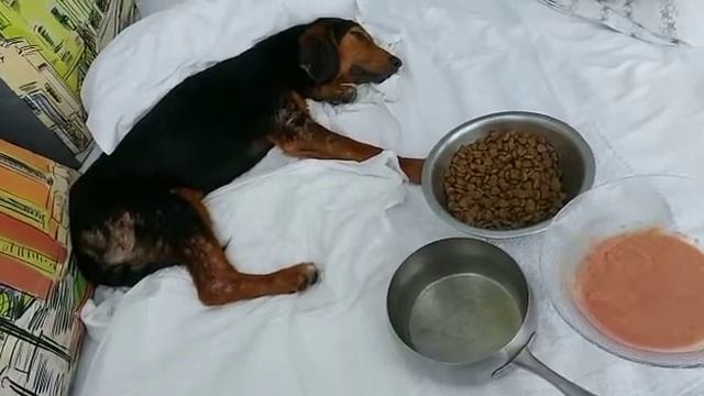 SOS SOS SOS КОБУЛЕТИ-Ад на земле для собак , ЩЕНОК ПОД ТОННАМИ ПЕСКА И СОЛИ!!